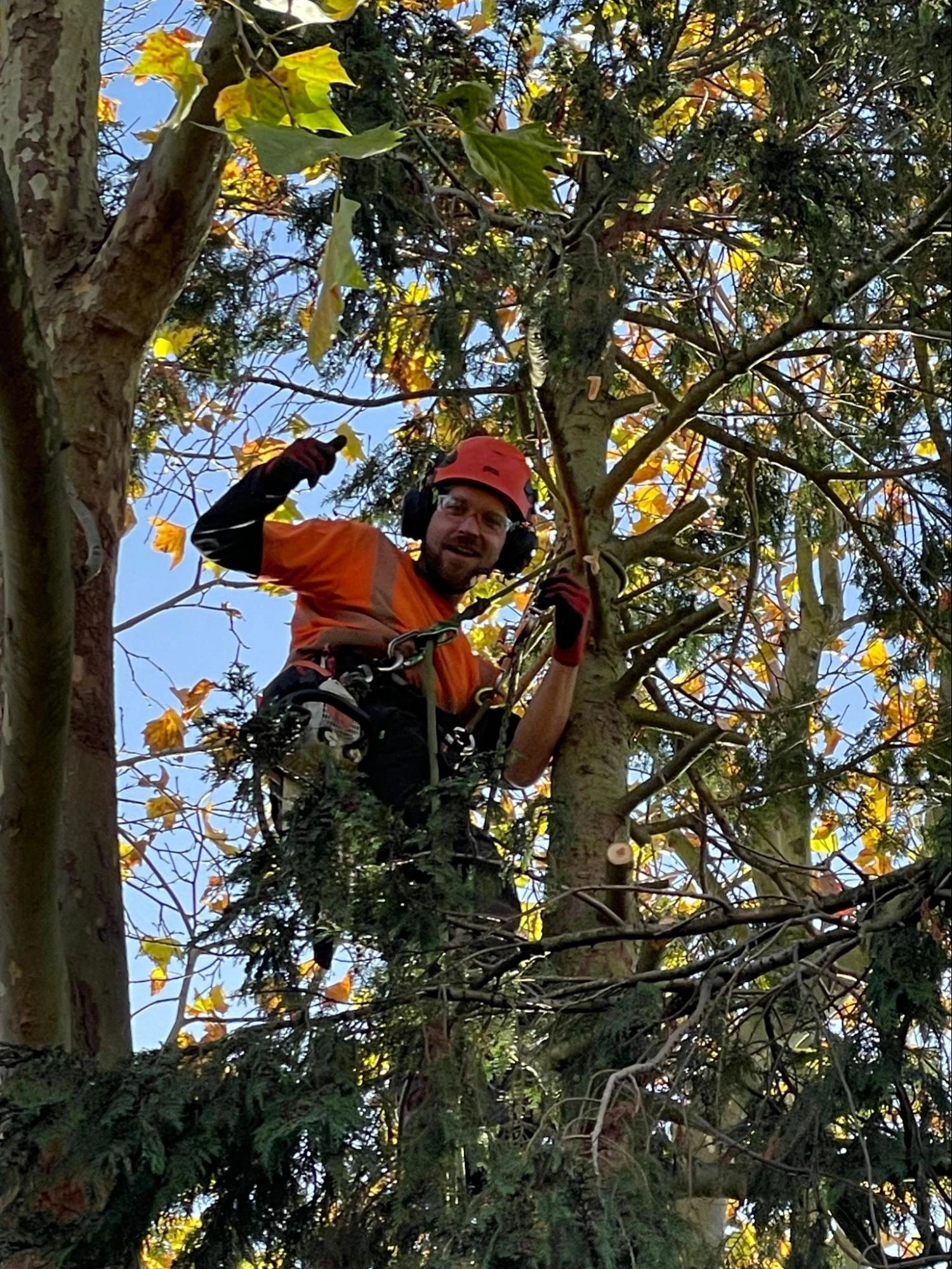 East Finchley Tree Care Experts